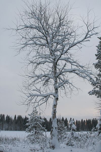 Klikkaamalla seuraava kuva