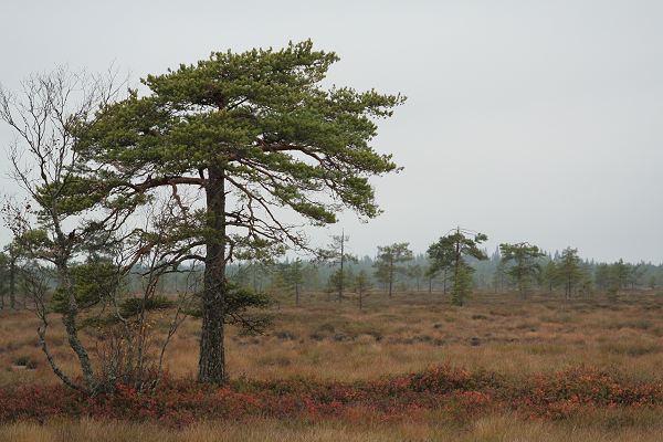 Klikkaamalla seuraava kuva