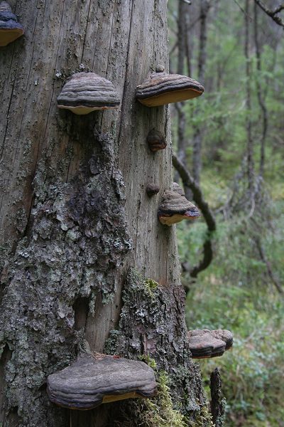 Klikkaamalla seuraava kuva